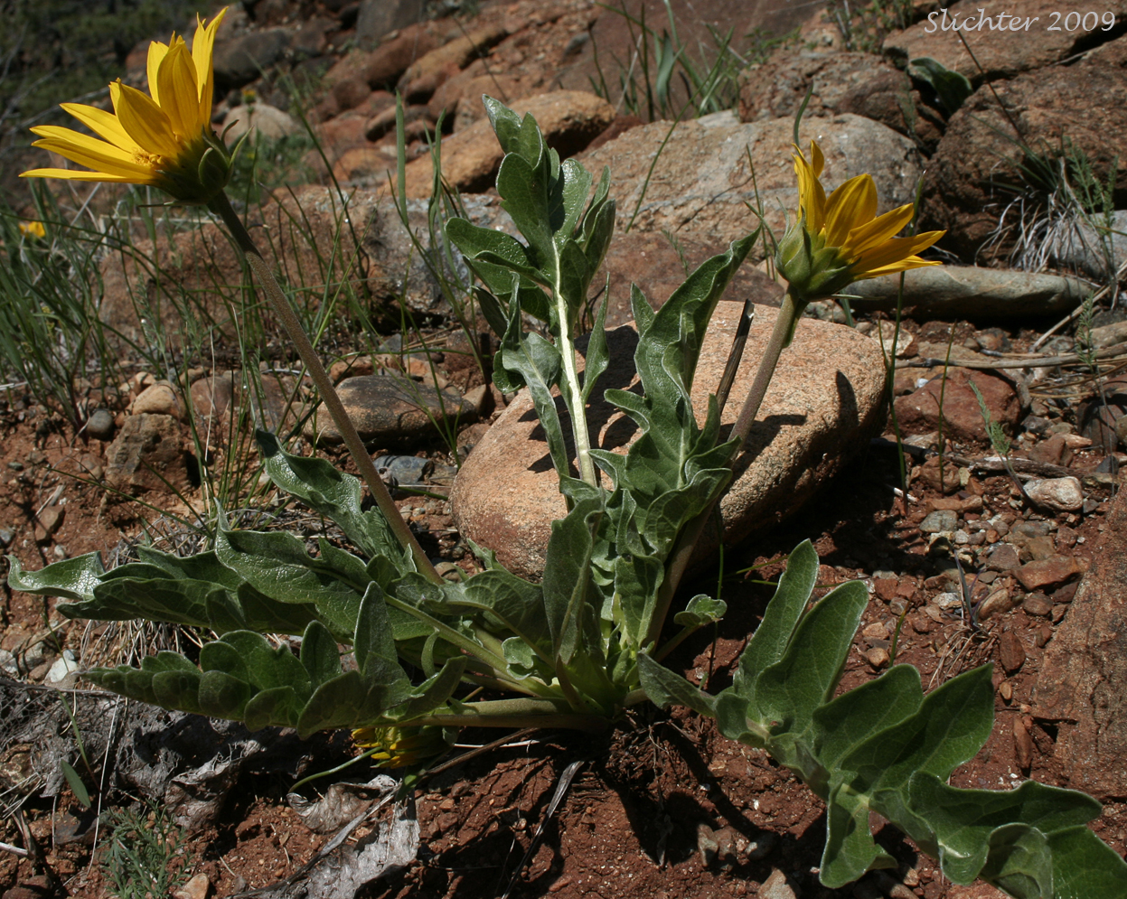 Hybrid Balsamroot: Balsamorhiza deltoidea x sericea