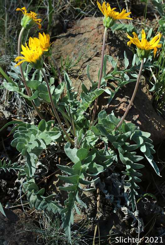 Silky Balsamroot, Silvery Balsamroot: Balsamorhiza sericea (Synonym: Balsamorhiza platylepis)