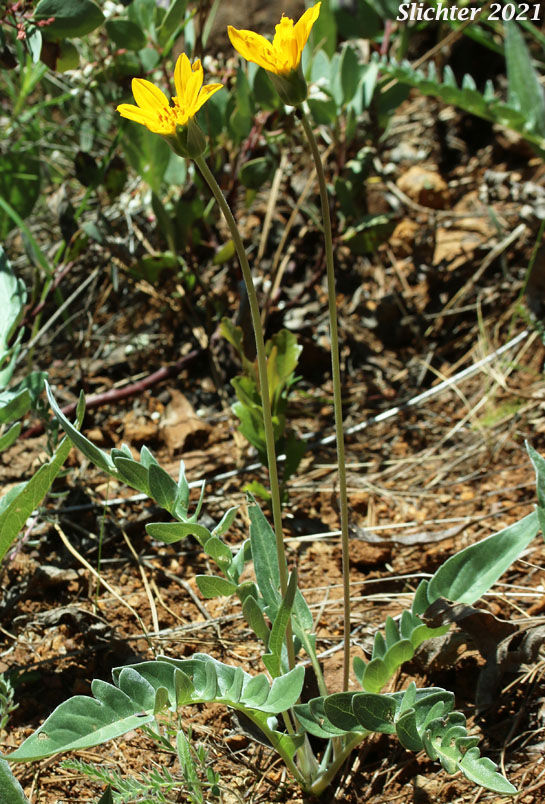 Silky Balsamroot, Silvery Balsamroot: Balsamorhiza sericea (Synonym: Balsamorhiza platylepis)
