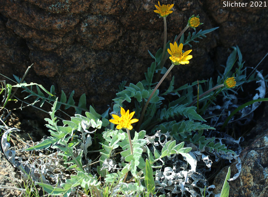 Silky Balsamroot, Silvery Balsamroot: Balsamorhiza sericea (Synonym: Balsamorhiza platylepis)