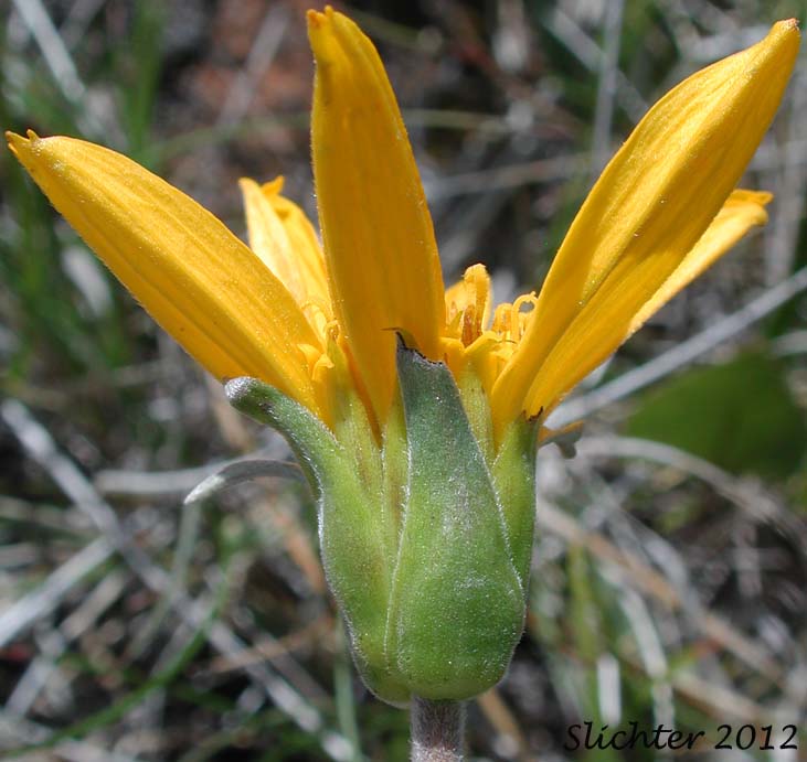 Involucre of Silky Balsamroot, Silvery Balsamroot: Balsamorhiza sericea (Synonym: Balsamorhiza platylepis)