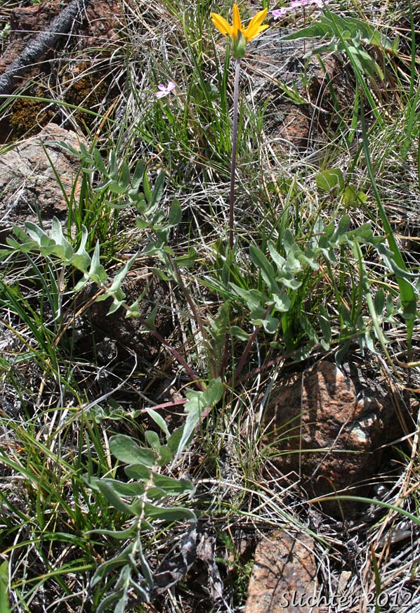 Silky Balsamroot, Silvery Balsamroot: Balsamorhiza sericea (Synonym: Balsamorhiza platylepis)