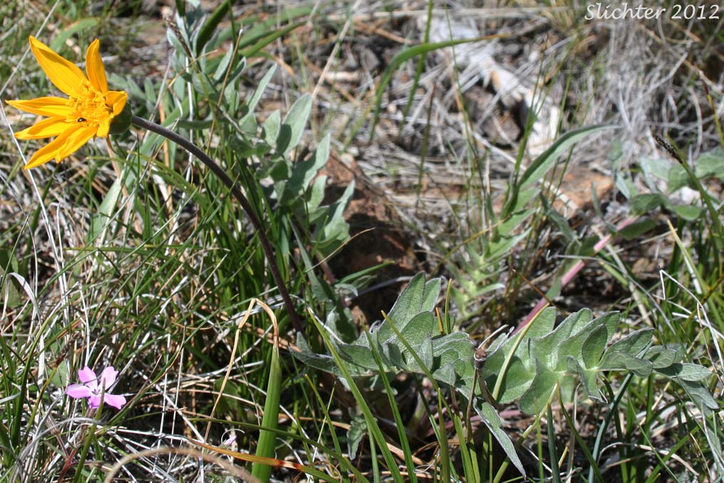 Silky Balsamroot, Silvery Balsamroot: Balsamorhiza sericea (Synonym: Balsamorhiza platylepis)