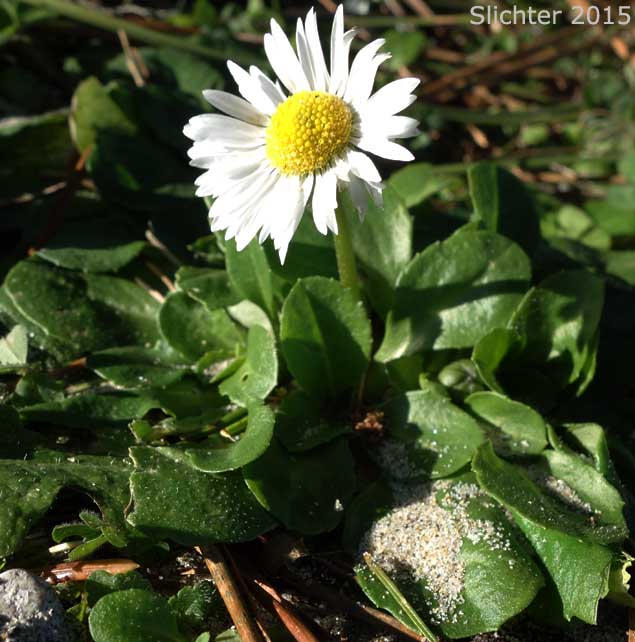 English Daisy, Lawn Daisy: Bellis perennis