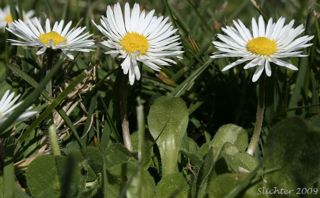 English Daisy, Lawn Daisy: Bellis perennis