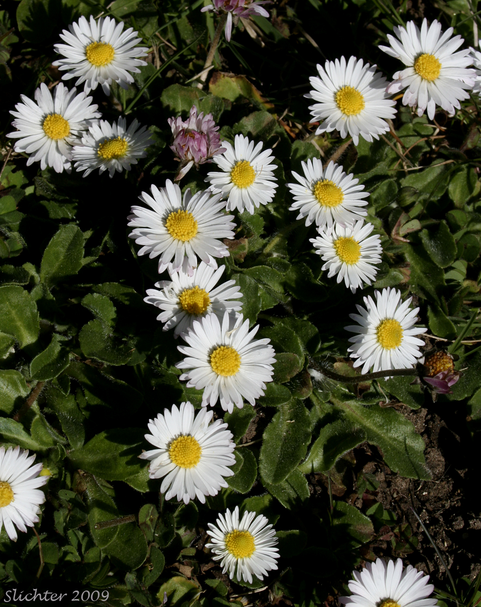 English Daisy, Lawn Daisy: Bellis perennis