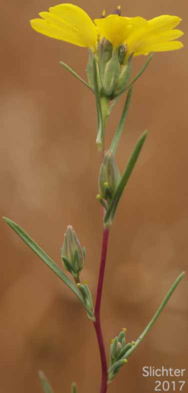 Smooth Tackweed, Rosin Weed: Calycadenia truncata