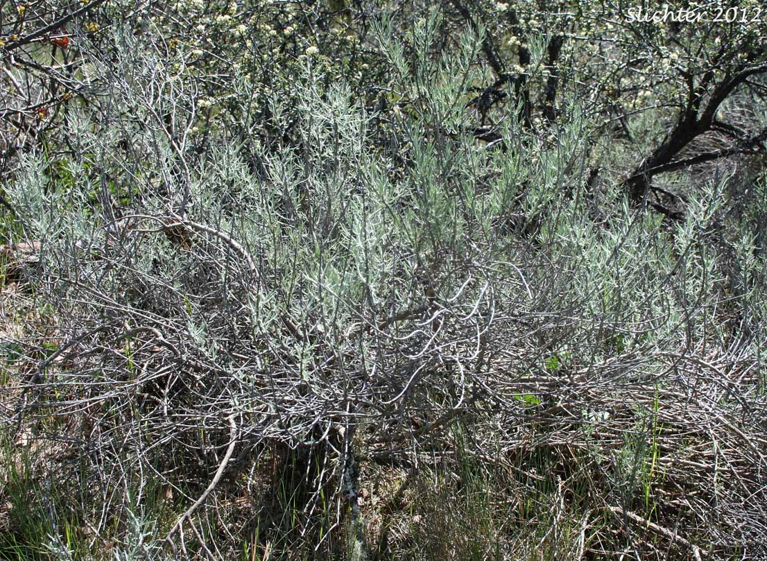 Gray Rabbit-brush, Rubber Rabbitbrush, Showy Rubber Rabbitbrush: Ericameria nauseosa var speciosa (Synonyms: Chrysothamnus nauseosus ssp. albicaulis, Chrysothamnus nauseosus ssp. speciosus, Chrysothamnus nauseosus var. albicaulis, Chrysothamnus nauseosus var. speciosus, Ericameria nauseosa ssp. nauseosa var. speciosa, Chrysothamnus speciosus)