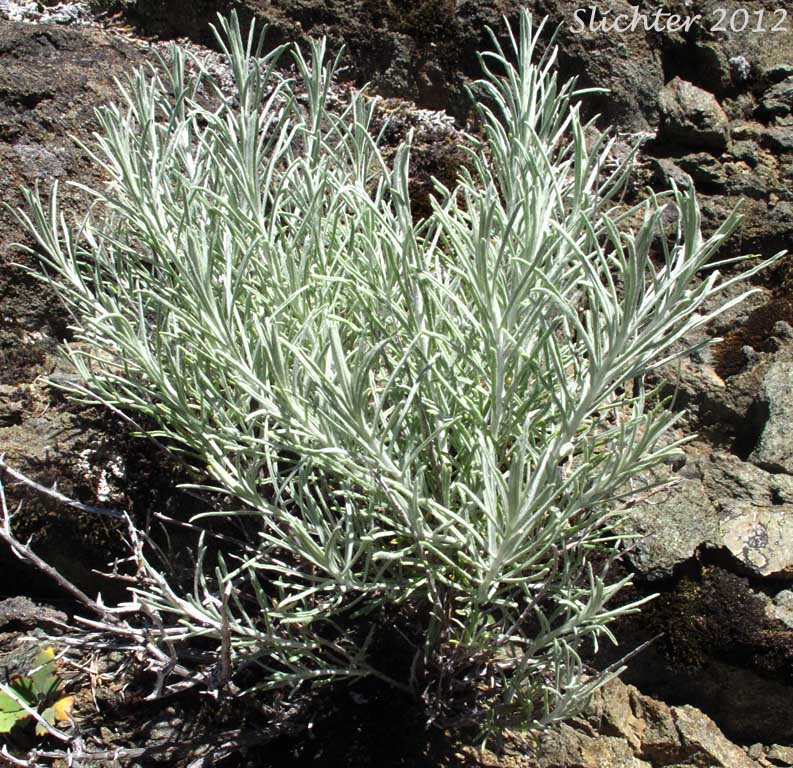 Gray Rabbit-brush, Rubber Rabbitbrush, Showy Rubber Rabbitbrush: Ericameria nauseosa var speciosa (Synonyms: Chrysothamnus nauseosus ssp. albicaulis, Chrysothamnus nauseosus ssp. speciosus, Chrysothamnus nauseosus var. albicaulis, Chrysothamnus nauseosus var. speciosus, Ericameria nauseosa ssp. nauseosa var. speciosa, Chrysothamnus speciosus)