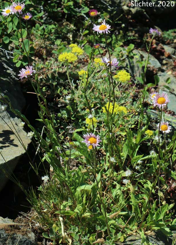 Alice Eastwood's Fleabane, Alice's Fleabane, Eastwood's Daisy, Eastwood's Fleabane: Erigeron aliceae