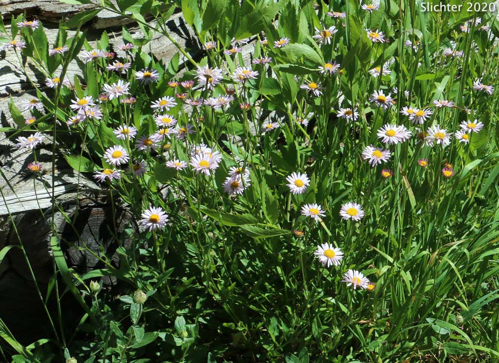 Alice Eastwood's Fleabane, Alice's Fleabane, Eastwood's Daisy, Eastwood's Fleabane: Erigeron aliceae