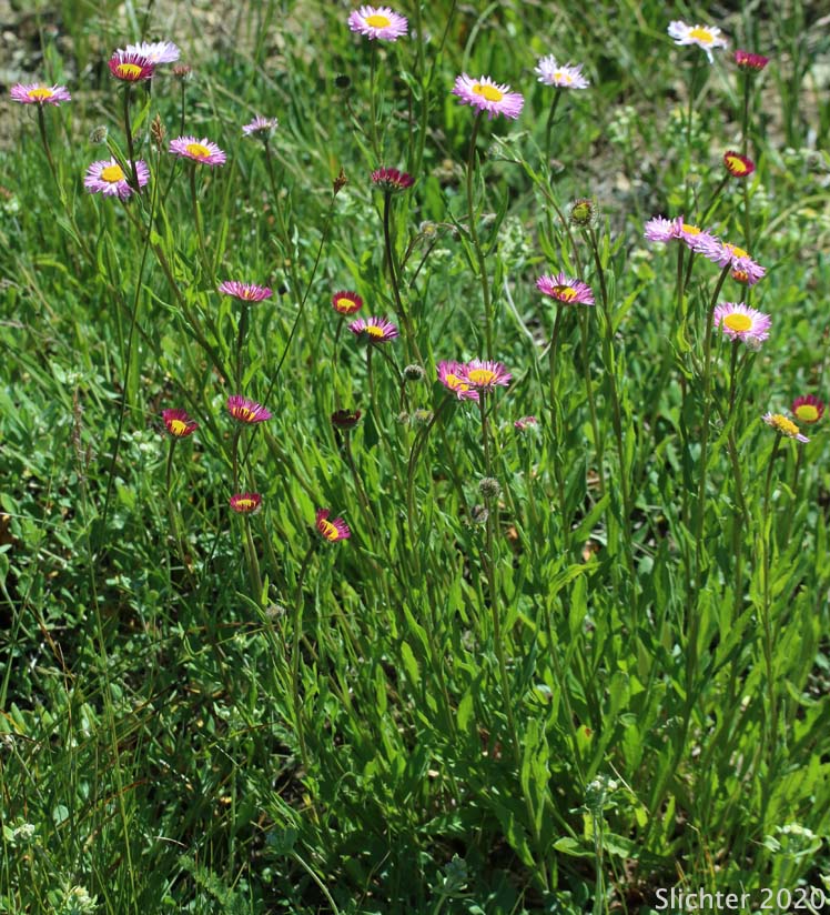 Alice Eastwood's Fleabane, Alice's Fleabane, Eastwood's Daisy, Eastwood's Fleabane: Erigeron aliceae
