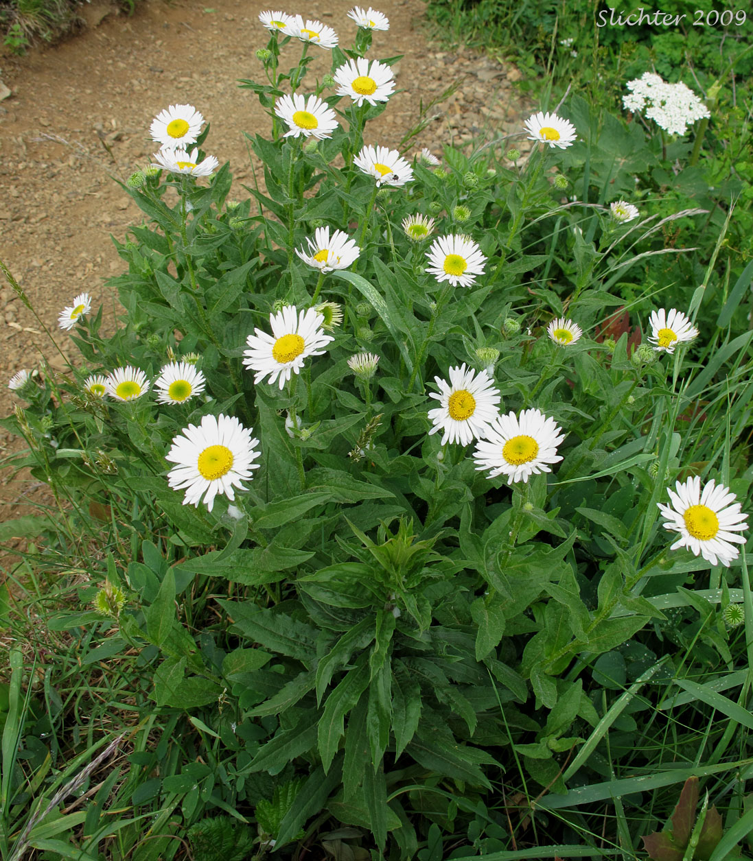 Eastwood's Daisy, Alice's Fleabane, Alice Eastwood's Fleabane: Erigeron aliceae