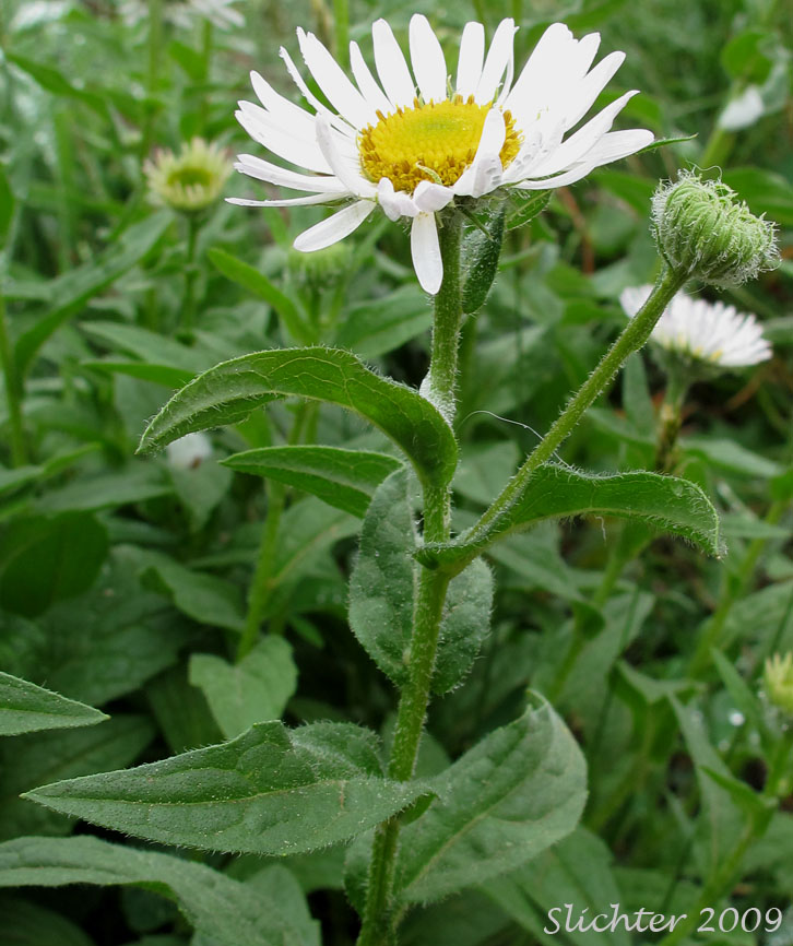Alice Eastwood's Fleabane, Alice's Fleabane, Eastwood's Daisy, Eastwood's Fleabane: Erigeron aliceae