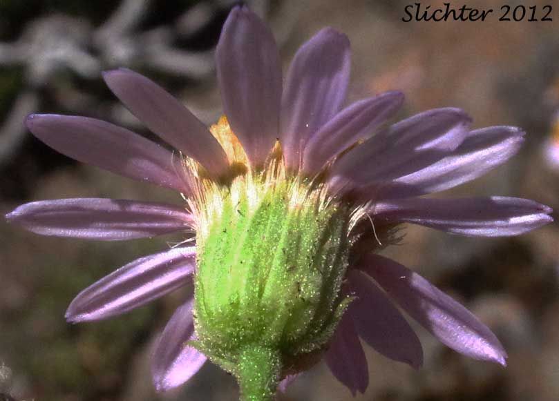 Involucral bracts of Klamath Daisy, Klamath Fleabane: Erigeron klamathensis (Synonyms: Erigeron breweri, Erigeron breweri var. klamathensis)