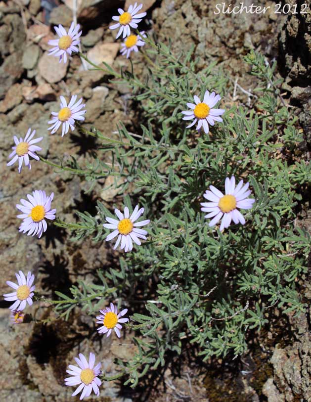 Klamath Daisy, Klamath Fleabane: Erigeron klamathensis (Synonyms: Erigeron breweri, Erigeron breweri var. klamathensis)