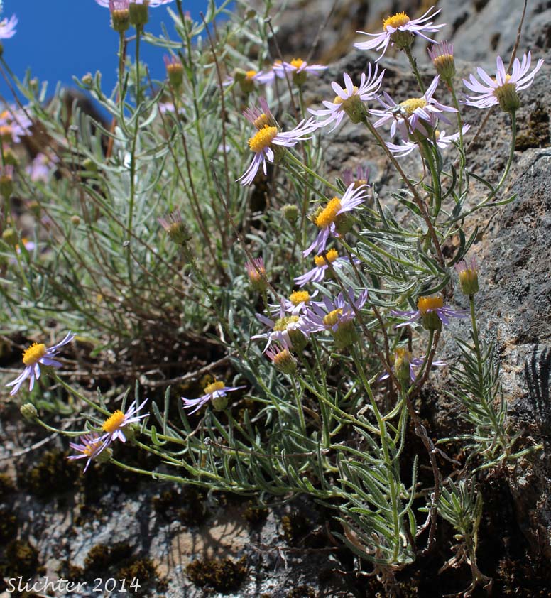 Klamath Daisy, Klamath Fleabane: Erigeron klamathensis (Synonyms: Erigeron breweri, Erigeron breweri var. klamathensis)