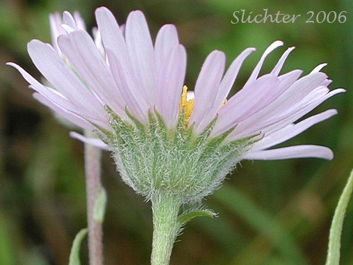 Involucre of Pacific Fleabane, Willamette Fleabane, Willamette Valley Daisy: Erigeron decumbens (Synonyms: Erigeron decumbens ssp. decumbens, Erigeron decumbens var. decumbens)
