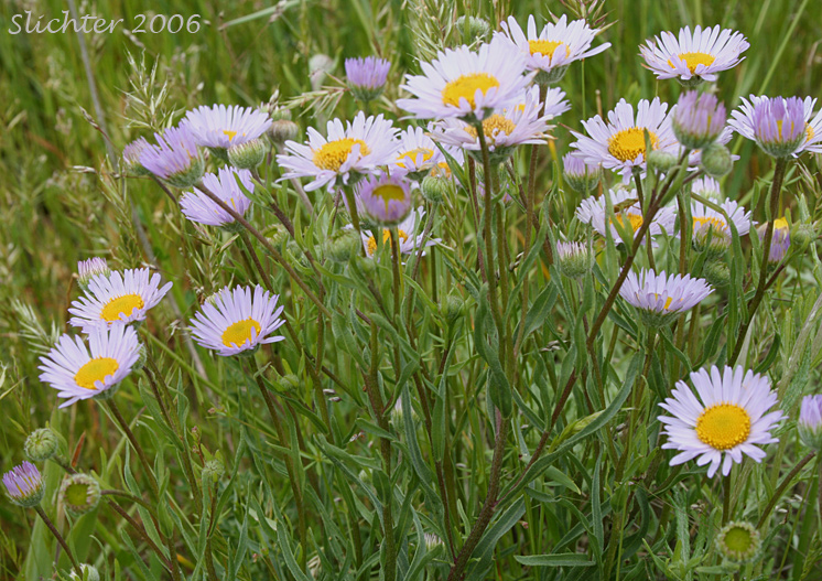 Pacific Fleabane, Willamette Fleabane, Willamette Valley Daisy: Erigeron decumbens (Synonyms: Erigeron decumbens ssp. decumbens, Erigeron decumbens var. decumbens)
