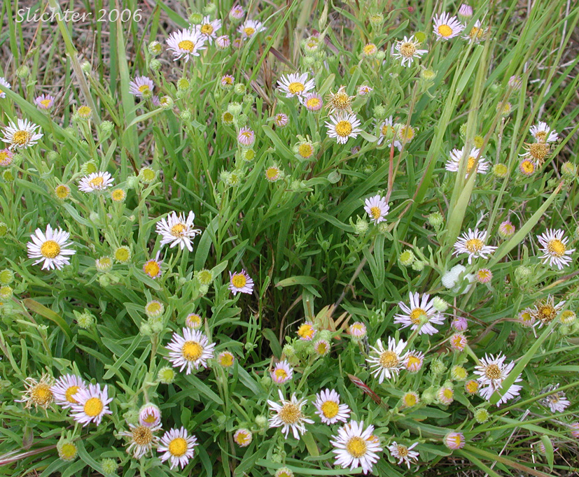 Pacific Fleabane, Willamette Fleabane, Willamette Valley Daisy: Erigeron decumbens (Synonyms: Erigeron decumbens ssp. decumbens, Erigeron decumbens var. decumbens)