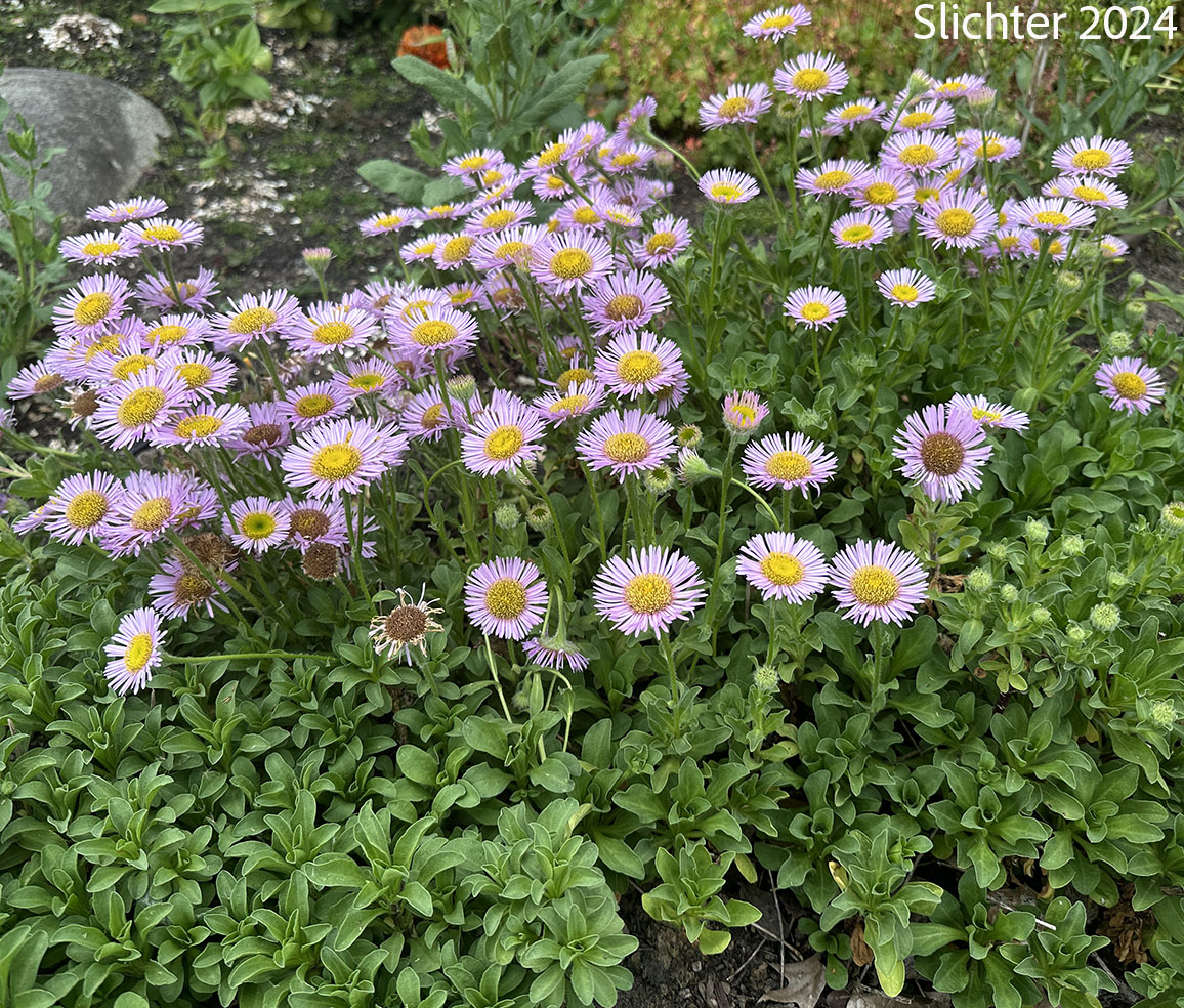 Beach Fleabane, Seaside Daisy: Erigeron glaucus