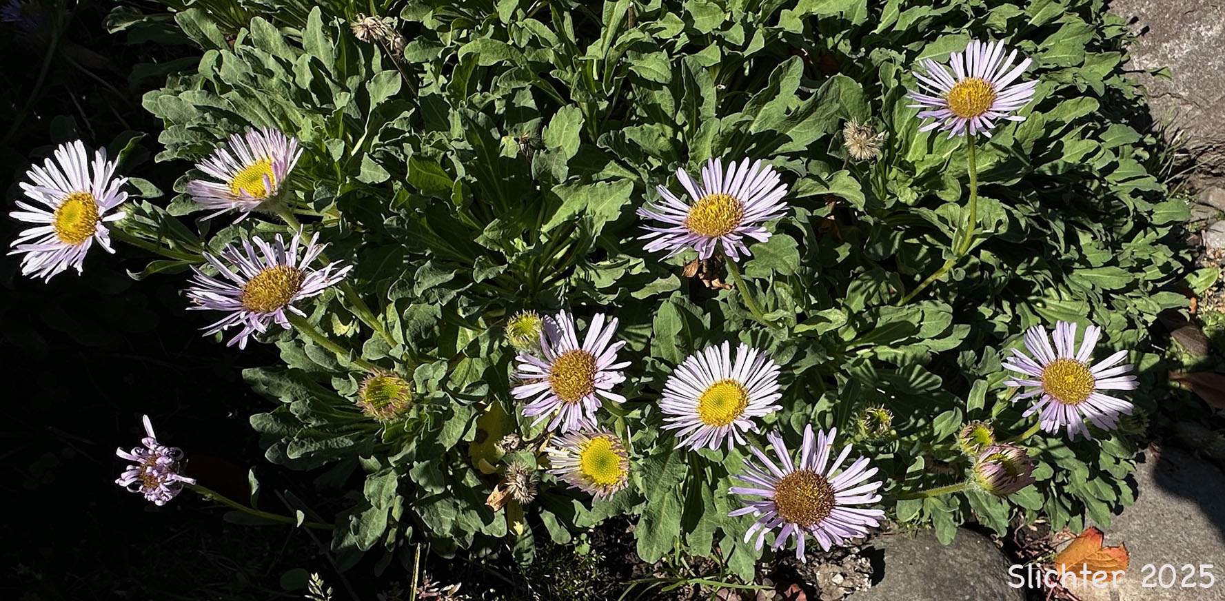 Beach Fleabane, Seaside Daisy: Erigeron glaucus