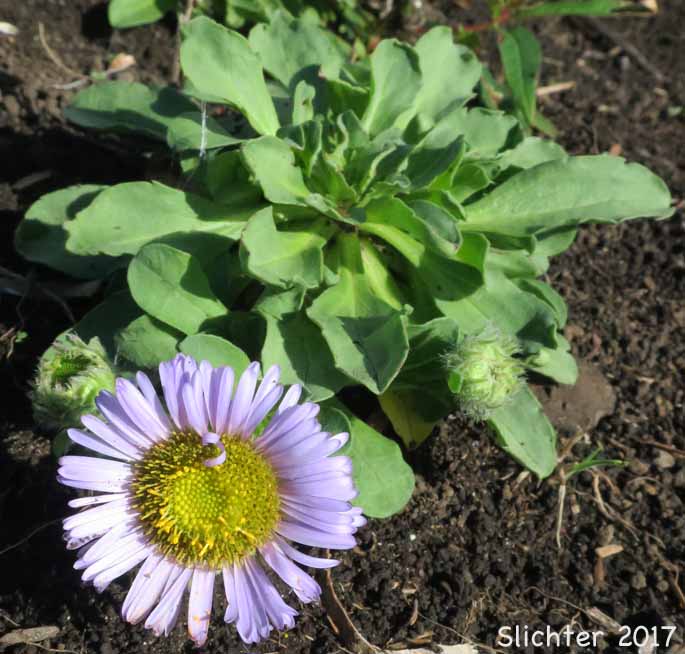 Beach Fleabane, Seaside Daisy, Seaside Fleabane: Erigeorn glaucus