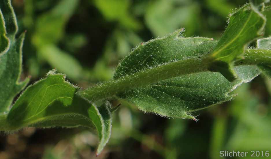 Stem and leaves of Peregrine Fleabane, Subalpine Fleabane, Wandering Daisy: Erigeron peregrinus var. peregrinus (Synonyms: Erigeron peregrinus ssp. peregrinus, Erigeron peregrinus var. dawsonii)