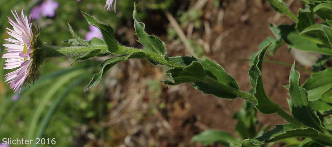 Peregrine Fleabane, Subalpine Fleabane, Wandering Daisy: Erigeron peregrinus var. peregrinus (Synonyms: Erigeron peregrinus ssp. peregrinus, Erigeron peregrinus var. dawsonii)