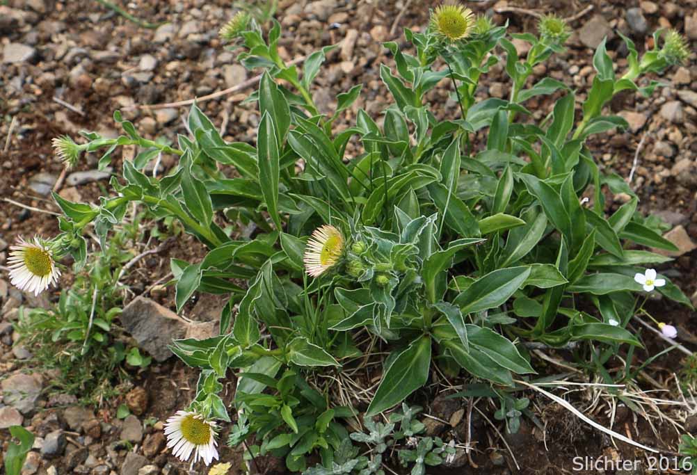 Peregrine Fleabane, Subalpine Fleabane, Wandering Daisy: Erigeron peregrinus var. peregrinus (Synonyms: Erigeron peregrinus ssp. peregrinus, Erigeron peregrinus var. dawsonii)