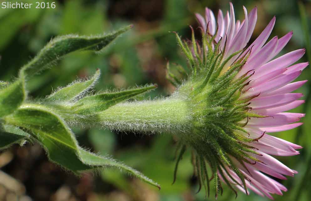 Involucral bracts of Peregrine Fleabane, Subalpine Fleabane, Wandering Daisy: Erigeron peregrinus var. peregrinus (Synonyms: Erigeron peregrinus ssp. peregrinus, Erigeron peregrinus var. dawsonii)