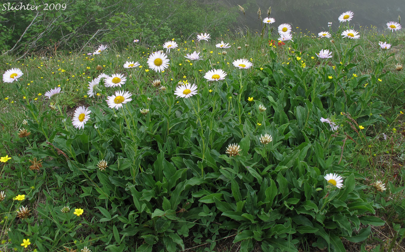 Peregrine Fleabane, Subalpine Fleabane, Wandering Daisy: Erigeron peregrinus var. peregrinus (Synonyms: Erigeron peregrinus ssp. peregrinus, Erigeron peregrinus var. dawsonii)