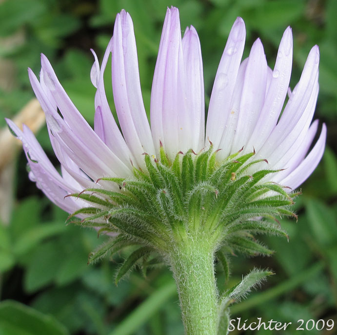 Involucral bracts of Peregrine Fleabane, Subalpine Fleabane, Wandering Daisy: Erigeron peregrinus var. peregrinus (Synonyms: Erigeron peregrinus ssp. peregrinus, Erigeron peregrinus var. dawsonii)