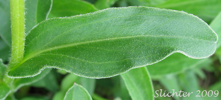 Stem leaf of Peregrine Fleabane, Subalpine Fleabane, Wandering Daisy: Erigeron peregrinus var. peregrinus (Synonyms: Erigeron peregrinus ssp. peregrinus, Erigeron peregrinus var. dawsonii)