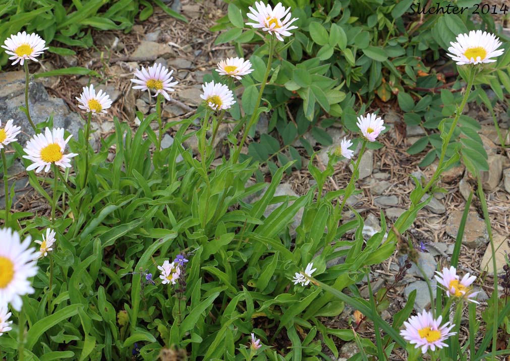 Subalpine Fleabane, Thompson's Wandering Daisy: Erigeron peregrinus var. thompsonii (Synonyms: Erigeron peregrinus ssp. peregrinus var. thompsonii, Erigeron peregrinus ssp. typicus var. thompsonii, Erigeron thompsonii)