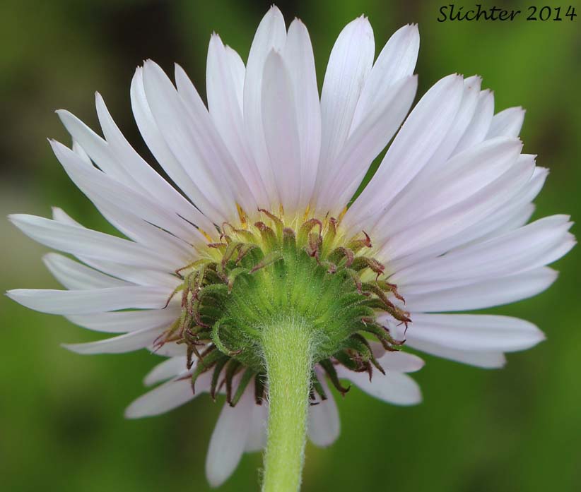 Involucral bracts of Subalpine Fleabane, Thompson's Wandering Daisy: Erigeron peregrinus var. thompsonii (Synonyms: Erigeron peregrinus ssp. peregrinus var. thompsonii, Erigeron peregrinus ssp. typicus var. thompsonii, Erigeron thompsonii)