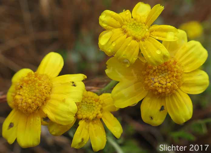 Flower heads of Yarrow-leaved Eriophyllum: Eriophyllum lanatum var. achilleoides (Synonym: Eriophyllum lanatum var. achillioides)