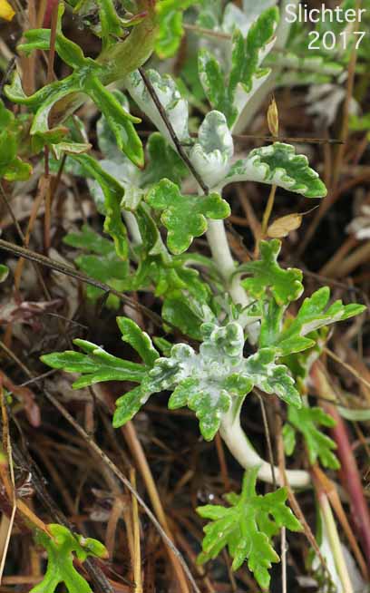 Leaves of Yarrow-leaved Eriophyllum: Eriophyllum lanatum var. achilleoides (Synonym: Eriophyllum lanatum var. achillioides)