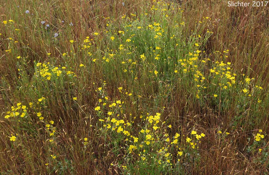 Yarrow-leaved Eriophyllum: Eriophyllum lanatum var. achilleoides (Synonym: Eriophyllum lanatum var. achillioides)