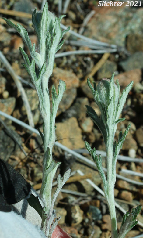 Common Eriophyllum, Common Woolly Sunflower, Eastern Woolly Sunflower, Woolly Sunflower: Eriophyllum lanatum var. lanatum