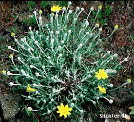Common Eriophyllum, Common Woolly Sunflower, Eastern Woolly Sunflower, Woolly Sunflower: Eriophyllum lanatum var. lanatum