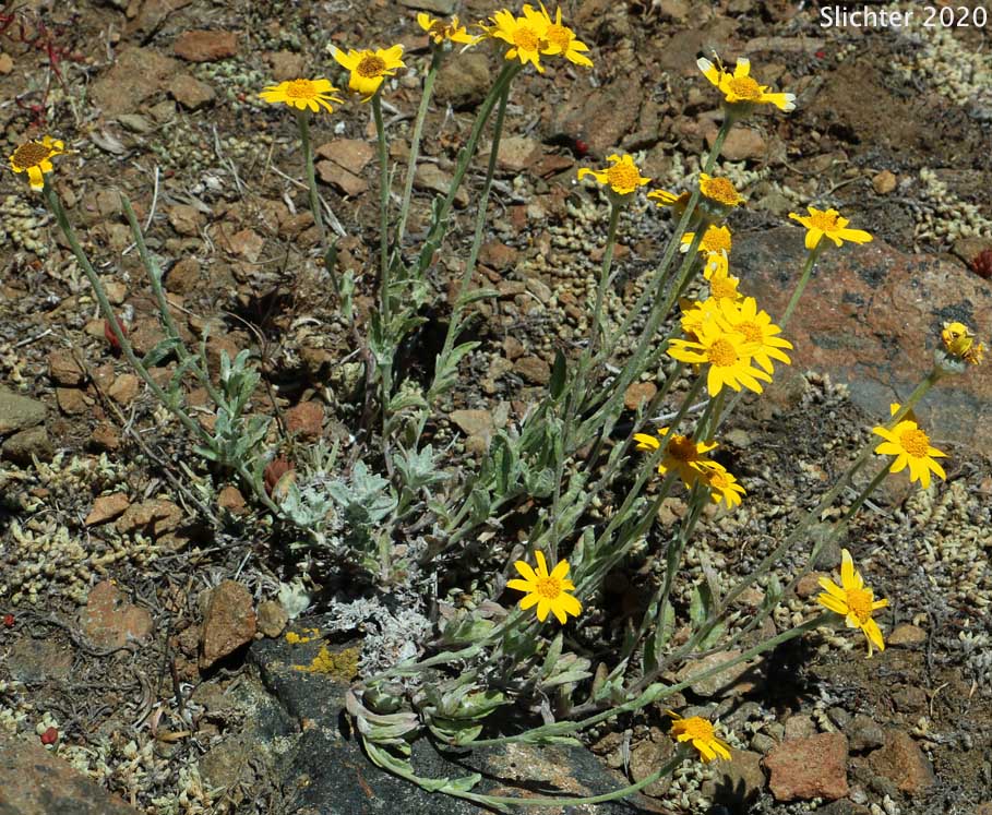 Lanceleaf Eriophyllum, Lance-leaf Woolly Sunflower: Eriophyllum lanatum var. lanceolatum