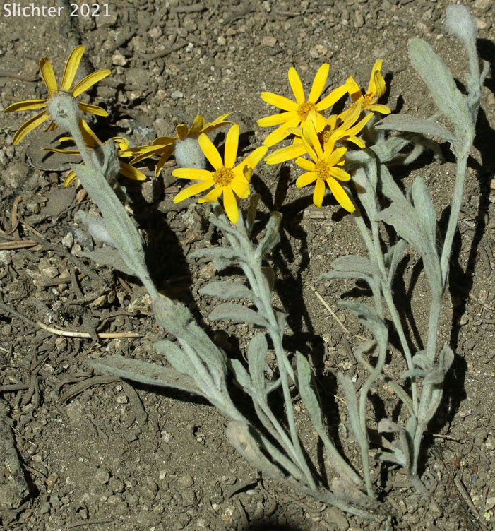 Lanceleaf Eriophyllum, Lance-leaf Woolly Sunflower: Eriophyllum lanatum var. lanceolatum