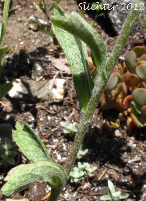 Stem leaves of Lanceleaf Eriophyllum, Lance-leaf Woolly Sunflower: Eriophyllum lanatum var. lanceolatum
