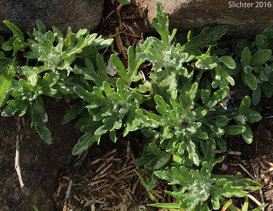Leaves of Western Woolly Sunflower: Eriophyllum lanatum var. leucophyllum (Eriophyllum lanatum var. lanatum in part)