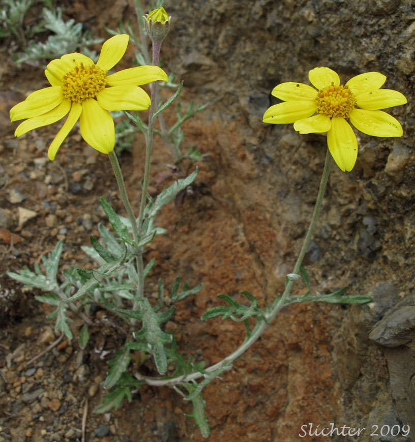 Lanceleaf Eriophyllum, Lance-leaf Woolly Sunflower: Eriophyllum lanatum var. leucophyllum (Eriophyllum lanatum var. lanatum in part)