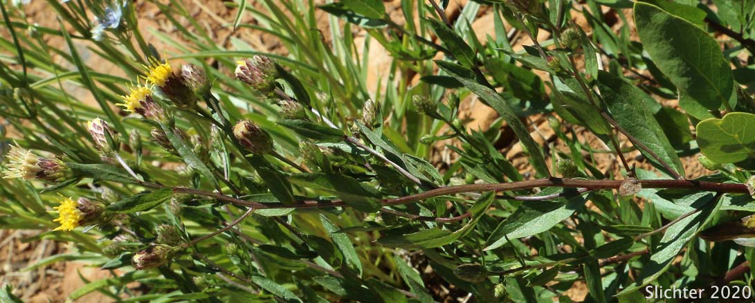 Siskiyou Aster, Siskiyou Rayless Aster, Smooth Aster, Smooth Rayless Aster: Eucephalus glabratus (Synonyms: Aster brickellioides var. glabratus, Aster siskiyouensis)