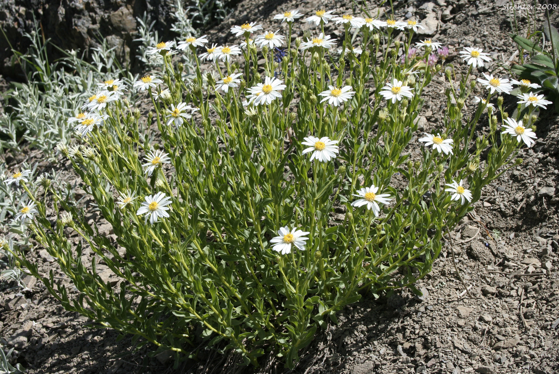 Olympic Mountain Aster: Eucephalus paucicapitatus (Synonym: Aster paucicapitatus)