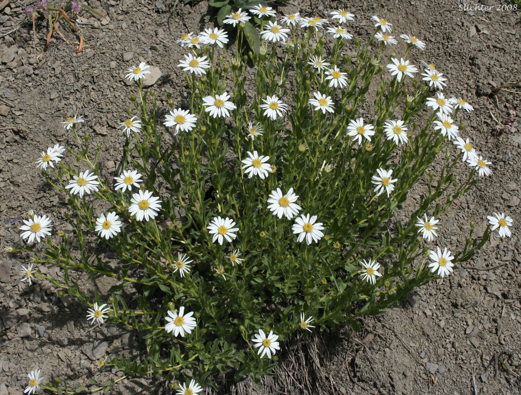 Olympic Mountain Aster: Eucephalus paucicapitatus (Synonym: Aster paucicapitatus)