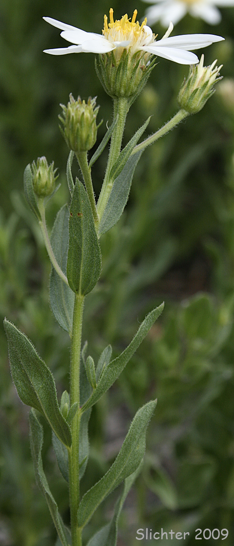 Olympic Mountain Aster: Eucephalus paucicapitatus (Synonym: Aster paucicapitatus)